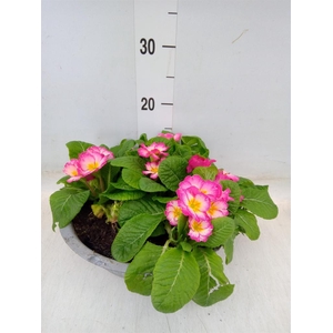 Primula ac. 'Bonneli'