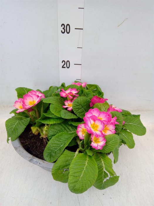 <h4>Primula ac. 'Bonneli'</h4>