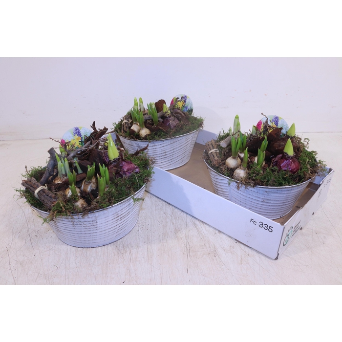 <h4>ARR BOL KNOLGEWAS</h4>