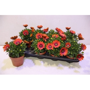 arr8 Osteo Fp Orange