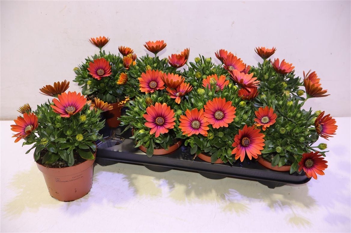 <h4>Osteo Fp Orange</h4>