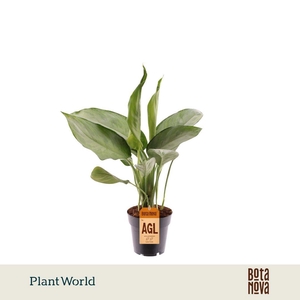 Aglaonema Silverado