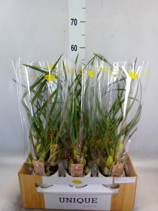 <h4>Orchideeen   ...</h4>