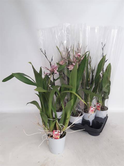 <h4>BRASSIA SUMMER DREAM</h4>
