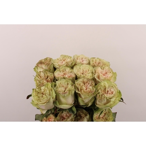 R Gr Country Secret X10