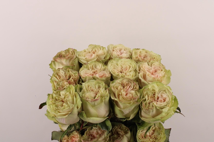 <h4>R Gr Country Secret X10</h4>