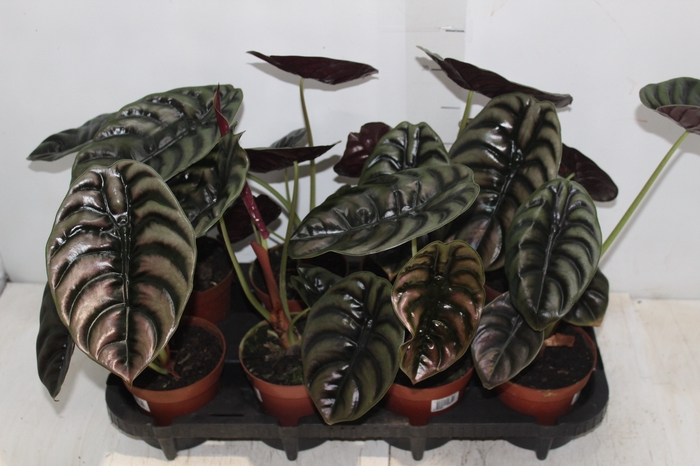 <h4>ALOCASIA CUPREA P12</h4>