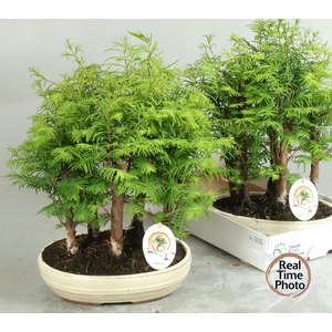 BONSAI OV