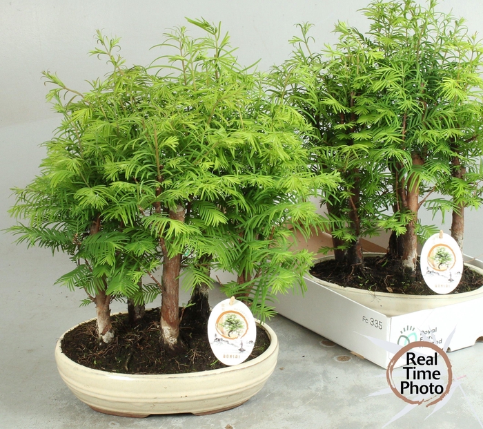 <h4>BONSAI OV</h4>