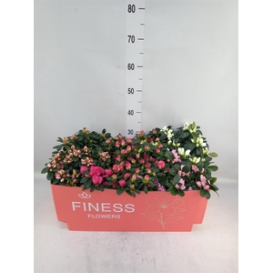 Rhododendron sim. 'Hellmut V' .mix