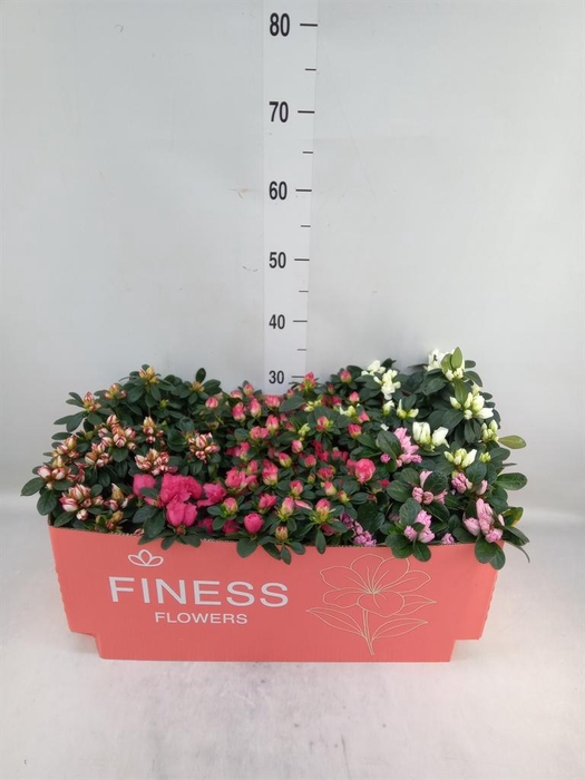 <h4>Rhododendron sim. 'Hellmut V' .mix</h4>