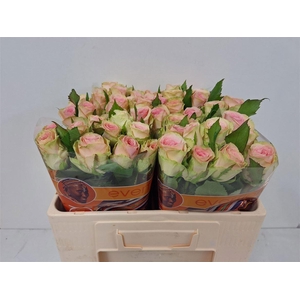 R GR LOVELY AMBIANCE