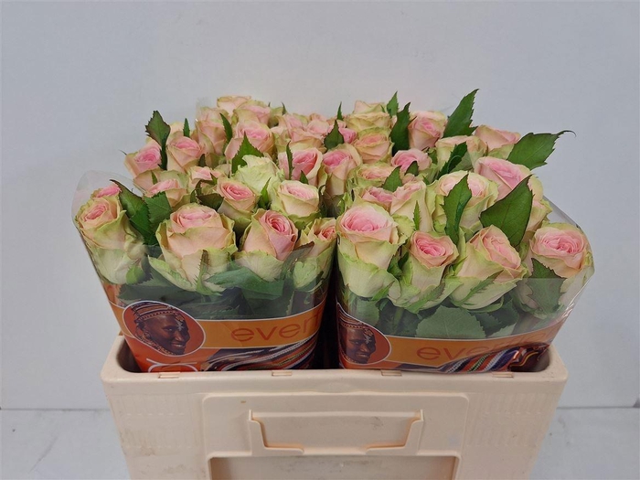 <h4>R GR LOVELY AMBIANCE</h4>