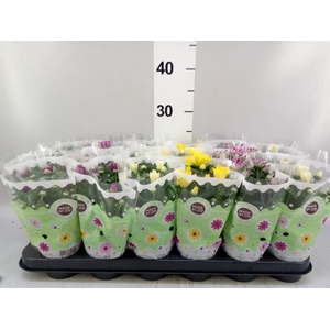 Chrysanthemum   ..mix 5