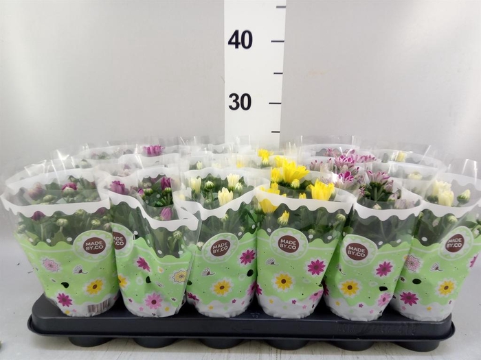 <h4>Chrysanthemum ..mix 5</h4>