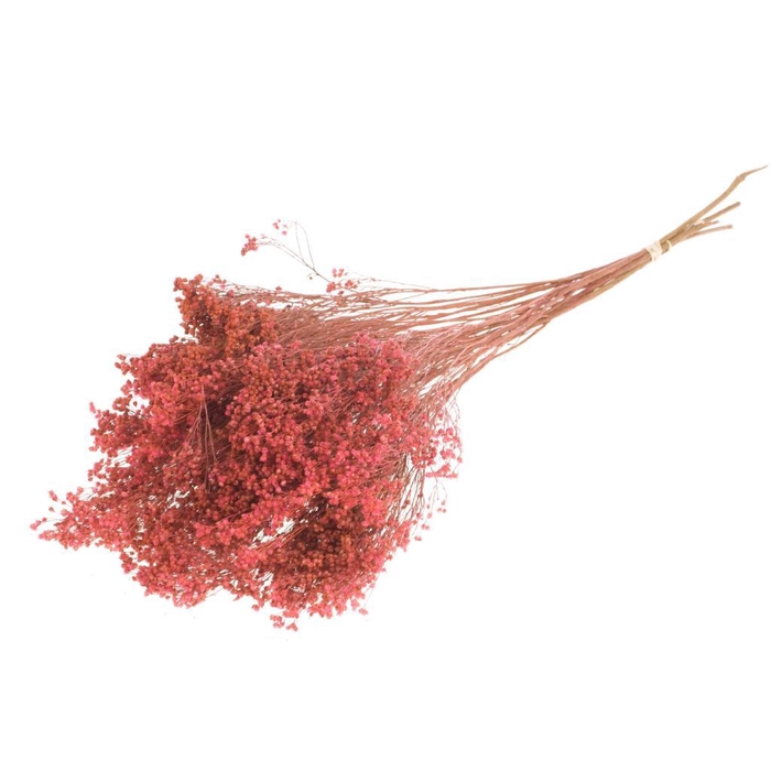<h4>Broom Bloom Bunch Pink</h4>