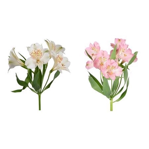 ALSTROEMERIA PERF. 70 WHITE / 70 PI