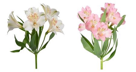 <h4>ALSTROEMERIA PERF. 70 WHITE / 70 PI</h4>