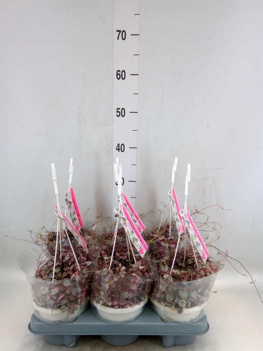 <h4>Ceropegia woodii 'Variegata'</h4>