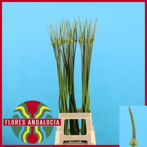 ALLIUM CEPA JUDITH