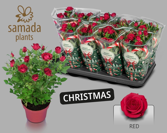 <h4>RO RED STAR</h4>