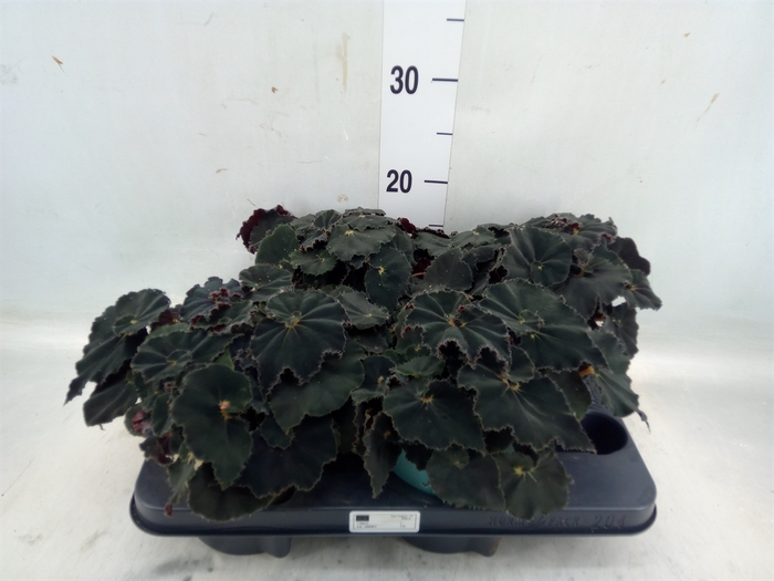 <h4>Begonia BD 'MagicColours Dk Mambo'</h4>