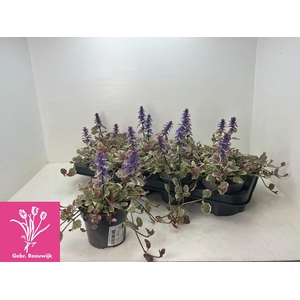 AJUGA R BURGUNDY GLO