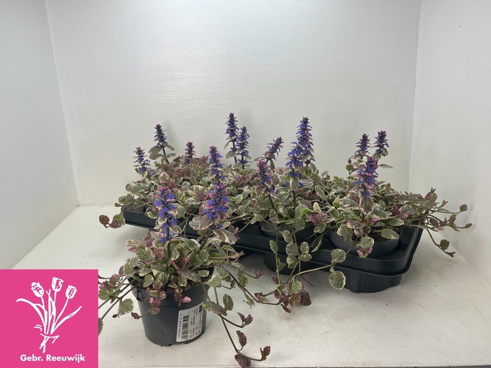 <h4>AJUGA R BURGUNDY GLO</h4>