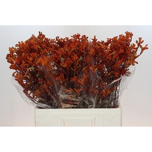 Anigozanthos Golden Girl