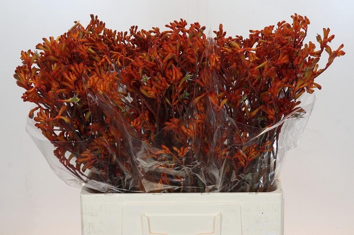 <h4>Anigozanthos Golden Girl</h4>