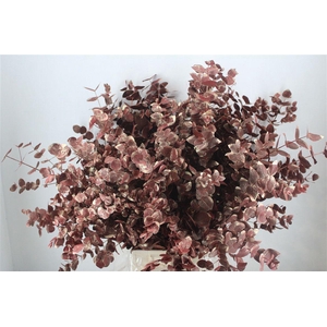 Euca Cinerea Antique Red 200gr P Bunch