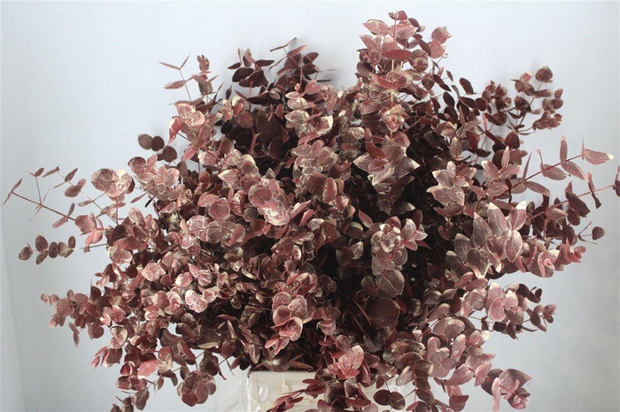 <h4>Euca Cinerea Antique Red 200gr P Bunch</h4>