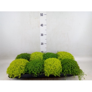 Soleirolia soleirolii   ...mix 2
