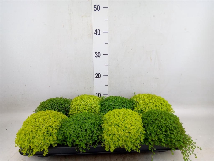 <h4>Soleirolia soleirolii   ...mix 2</h4>