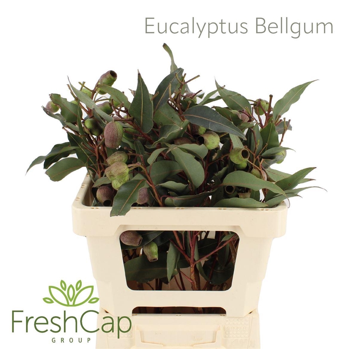 <h4>Eucalyptus Bellgum</h4>