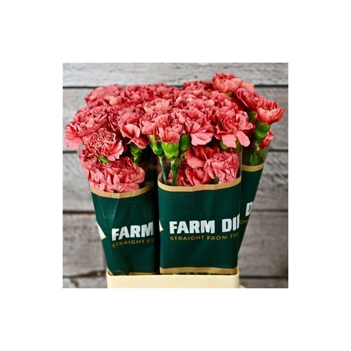 <h4>Di St Miss Fabulous</h4>