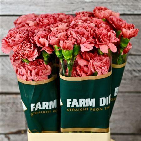 <h4>Di St Miss Fabulous</h4>