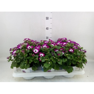 Pericallis cr. 'Senetti Magenta Bi'