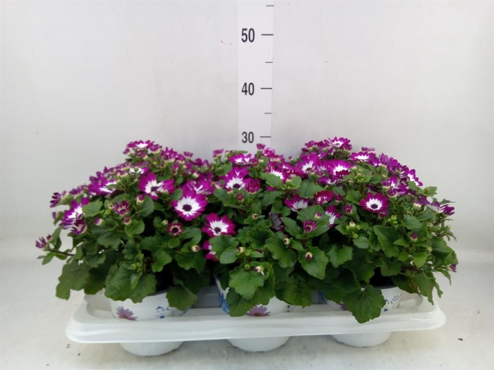 <h4>Pericallis cr. 'Senetti Magenta Bi'</h4>