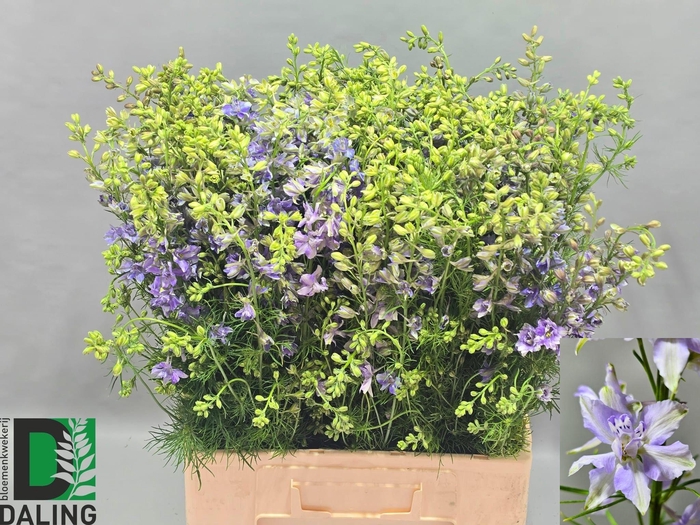 <h4>CONS R Q VIOLE LILAC</h4>