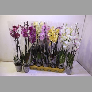 Phal Gem