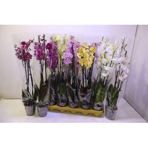 Phal Gem