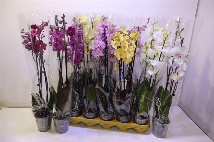 <h4>Phal Gem</h4>