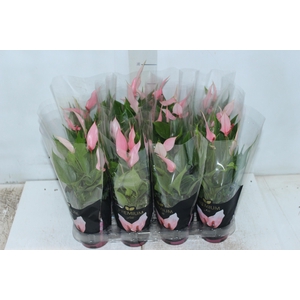 ANTHURIUM LILLI P09 PREMIUM