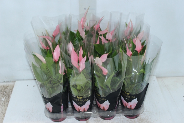 <h4>ANTHURIUM LILLI P09 PREMIUM</h4>