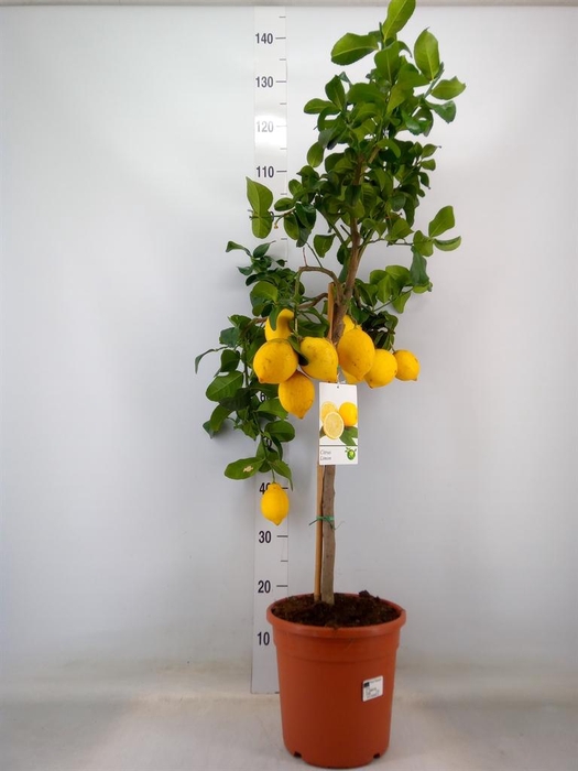 <h4>Citrus   ...</h4>