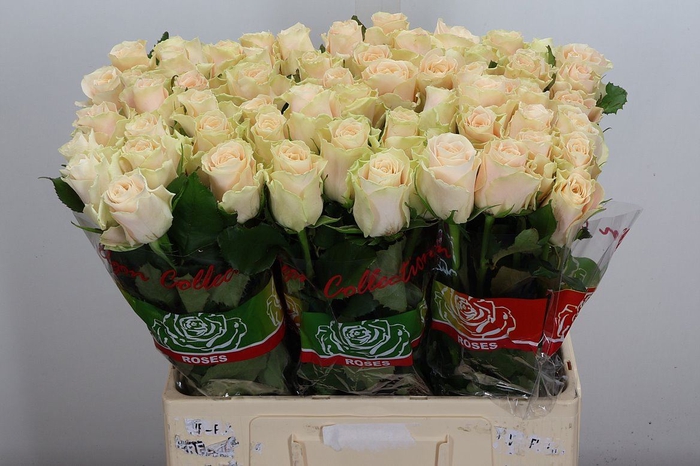 <h4>Rosa GR 'Charmant'</h4>
