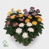 Chrysanthemum  'Deco'   ...mix