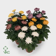 Chrysanthemum Deco gemengd