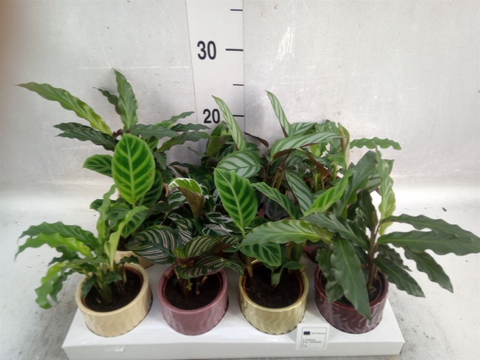 <h4>Calathea   ...mix</h4>